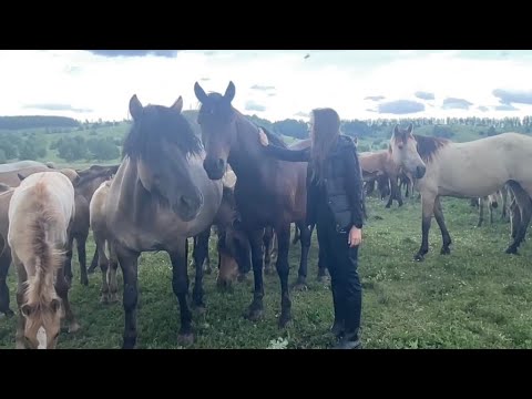 Лошади башкирской породы