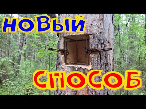 Осваиваю новый способ установки проходных капканов КП-120 140 очищаю новый участок путика готовлюсь