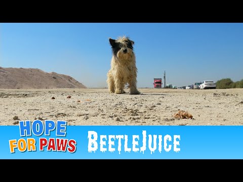 Homeless dog roamed empty fields and drifted onto this haunted property. 👻