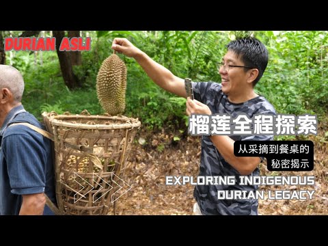 DURIAN ASLI MALAYSIA  榴莲全程探索：从采摘现场到历史传承，带您领略多重滋味！