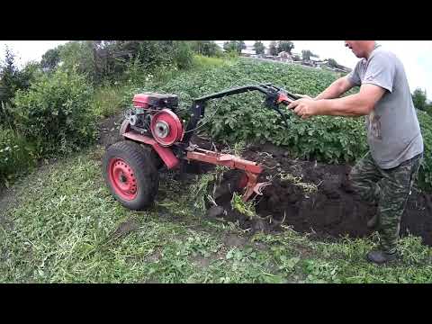 Phacelia on green manure. "OKA" and "BRIGHT", we fertilize phacelia with plows.