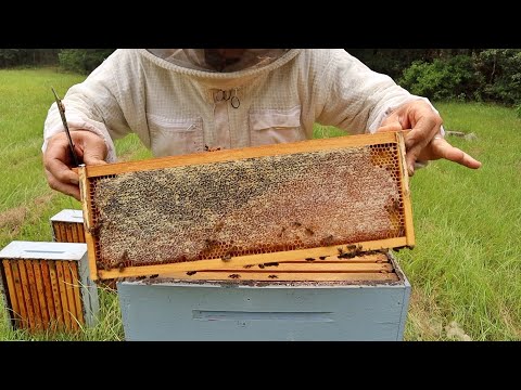 Honey Harvest 2023 - What Went Wrong?
