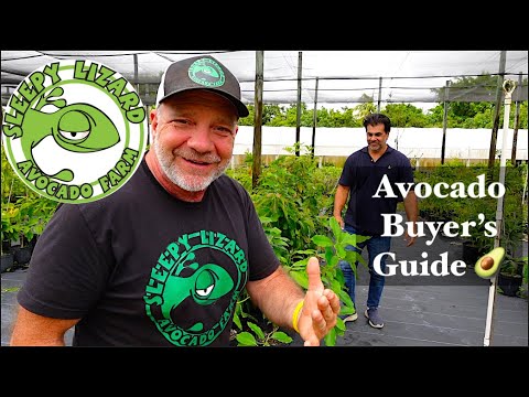 How To Choose The Right Avocado Tree For Your Backyard