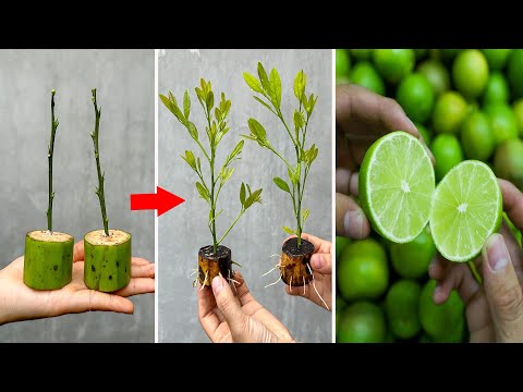 Video summarizing methods for propagating lemon trees that produce fruit quickly at a cost of $0