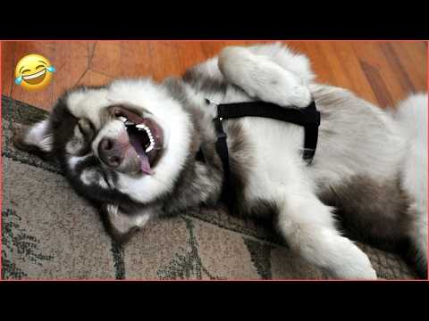 100% Hilarious HUSKY Fails and Funny Moments [#6]