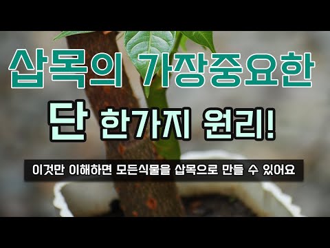 삽목의 가장중요한 단 한가지 원리! 이것만 이해하면 모든식물을 삽목으로 만들 수 있어요