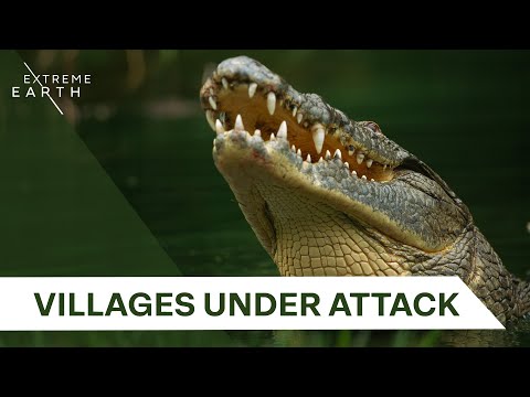 Ruthless Nile Crocodiles: Uganda’s Deadly River Predators | Biggest & Baddest