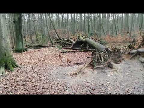 Florica und Ashley im Kölnischen Wald 2022