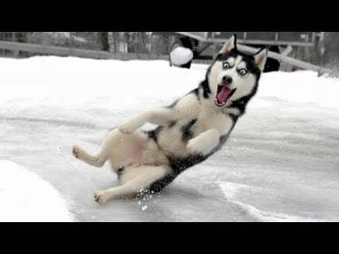 You’ll Laugh Nonstop at Animals Seeing Crazy Weather for the First Time