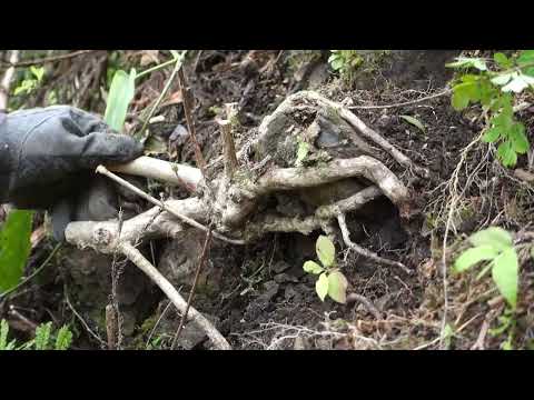 【根上り素材】 マルバウツギの山採り  ♯387