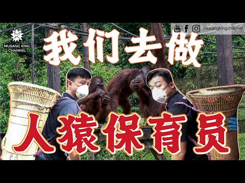 惊险！被一大群人猿包围，救援受伤的小人猿，山打根非去不可的地方！大开眼界【我们去当人猿保育员】Orang Utan Ranger Challenge！The Largest in the World！