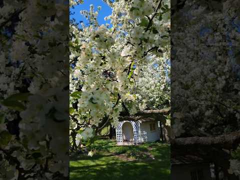 what's blooming May 8th 2025 🪺🪻🌱