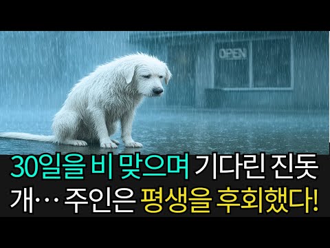 비 내리는 길가에서 30일을 버틴 버려진 진돗개… 그 뒤 벌어진 일은 주인을 평생 후회하게 했다.