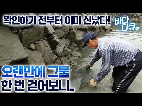 나는 굳이 배타고 바다까지 안나간다. 바위틈 새에 끼워놓은 독살/철마다 잡히는 갖가지 고기들에 확인 전부터 신난 할아버지/#바다다큐