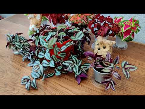 КАК ПРАВИЛЬНО ВЫСАДИТЬ В ВАЗОН ИЛИ ГОРШОК ТРАДЕСКАНЦИЮ ЗЕБРИНА