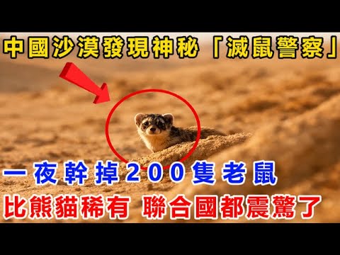 比大熊貓還稀有！中國沙漠發現神秘「滅鼠警察」，一夜幹掉200隻老鼠！聯合國都震驚了！