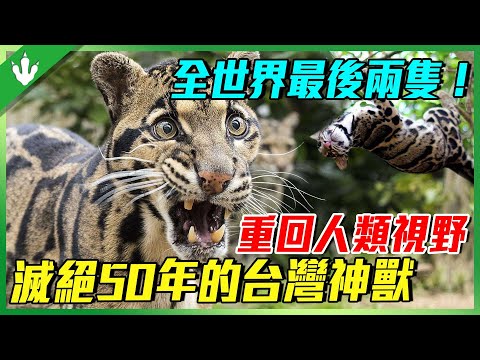 全世界僅剩最後兩隻！滅絕50年的台灣神獸“雲豹”，再次重回人類視野！