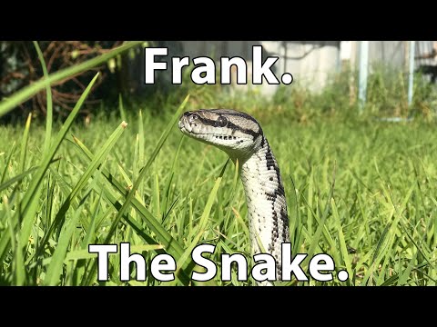 After Show: Frank the Snake