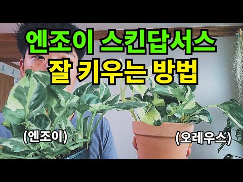 How to Raise Enjoy Skindapsus Well!! (Feat. Oreus)