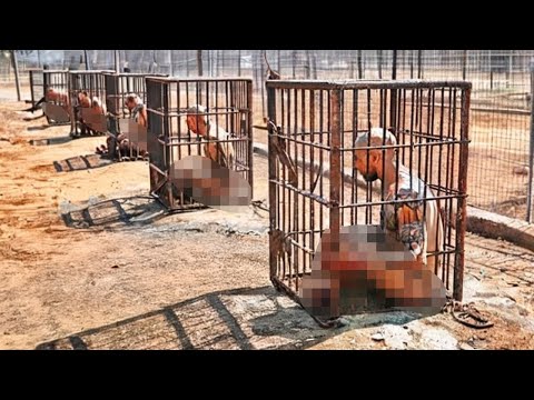 Gefängnisse, Die Schlimmer Sind Als Der Tod