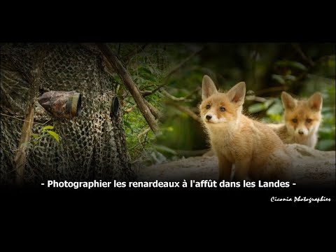 - Photographier les renardeaux à l'affût dans les Landes - (photo animalière)