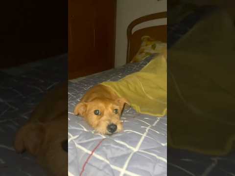 No more need me to tuck you in. 🐶 #funnydogs #dogs #funnyvideos #pets