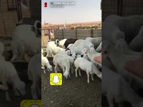 ماهو العلف الكامل؟ وهل المكعب لوحده علف كامل؟ هل الشعير علف كامل؟ واسهل الطرق لوصلك للعلف الكامل