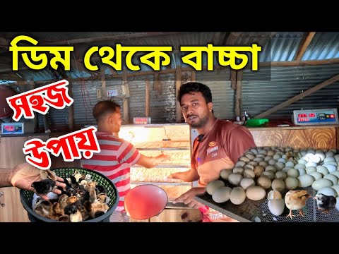 মুরগির ডিম থেকে বাচ্চা ফোটানোর পদ্ধতি ।। দেশি মুরগির বাচ্চা কোথায় পাওয়া যায় ।। মায়া বাংলা BD