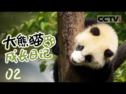 《大熊猫成长日记》02 饲养员的日常工作都做些什么？调制盆盆奶 制作窝窝头 清理圈舍......【CCTV纪录】