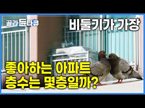도심에 사는 비둘기 개체수 약 50만 마리 | ‘평화의 상징’에서 ‘혐오의 대상’으로 전락해버린 비둘기 | 비둘기의 이유있는 변명 [다큐, 시선] | #골라듄다큐