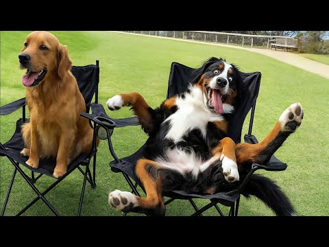 When God Gifts You a Comedian Dog😂 Funny Dog Videos 2025