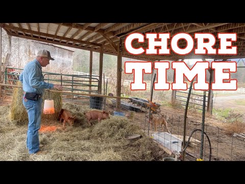 A Day In The Life Of A Farm  - Feeding Animals