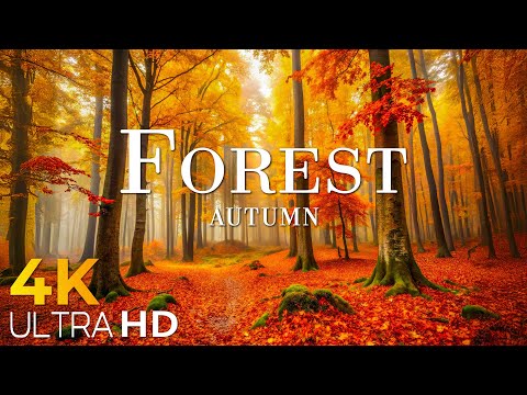 Enchanting Autumn Forests with Beautiful Piano Music🍁4K Autumn Ambience &amp; Fall Foliage 🍁4K Video UHD