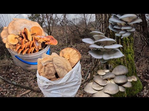 Mushrooms are OVEN there are HUNDREDS of them here Winter is surprising Mushroom picking in December