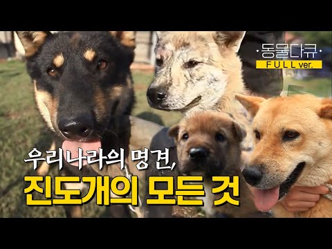 [풀버전] 한국을 닮은 진도개 ✨ 우리가 몰랐던 진도개에 대한 모든 것!ㅣKBS 131030 방송