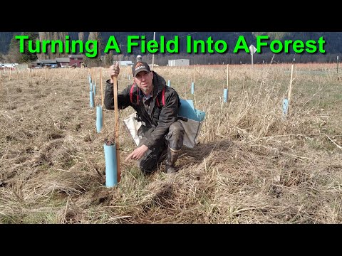 Turning A Field into A Forest