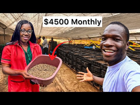 How She Makes thousands Of Dollars Breeding Maggots In Nigeria