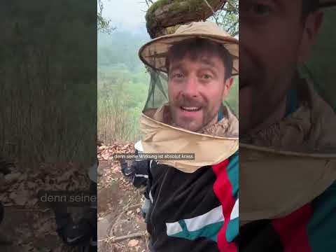 Leben riskieren für Honig? #shorts