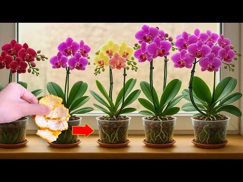 Just need 1 Fruit! Orchids immediately grow on branches and bloom all year round