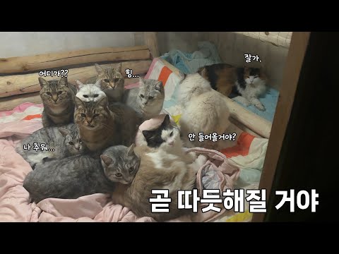 Why Eleven Cats Huddled Together on a Freezing Night