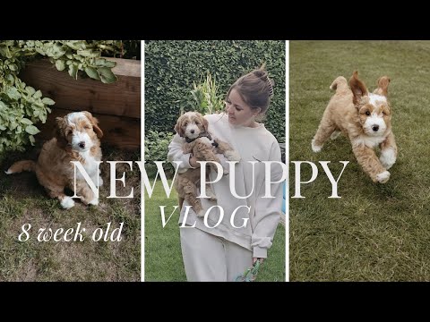come pick up our new puppy | puppy vlog | first week at home | 8 week old australian labradoodle