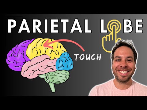 The Parietal Lobe, Somatosensory Cortex - Location and Function