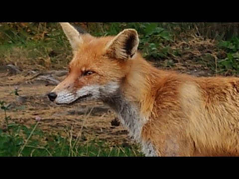 Поехали с палаткой в гости к лисе