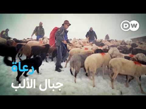 وثائقي | عبور خطر لجبال الألب - رعاة لا يخشون المخاطر | وثائقية دي دبليو