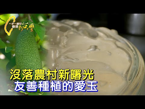 【新竹】愛家鄉的72歲農夫 把曾種水梨的荒地變身友善種植的愛玉產業∣一步一腳印【熱血班長拚愛玉出路】20250622