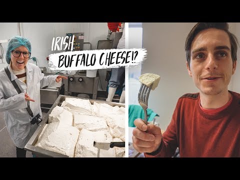 Learning To Make IRISH BUFFALO CHEESE!? + Wrecked Our Rental Car! 😭
