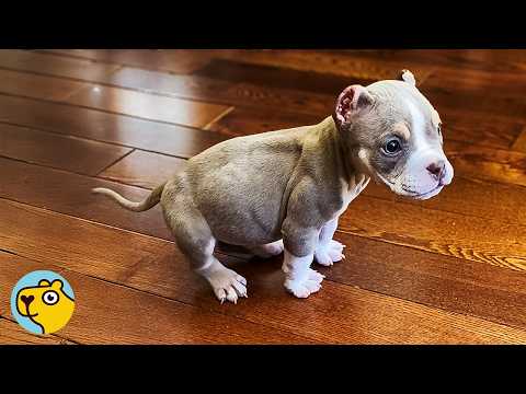 Blind Bully Was So Lonely Until He Met His Little Brother