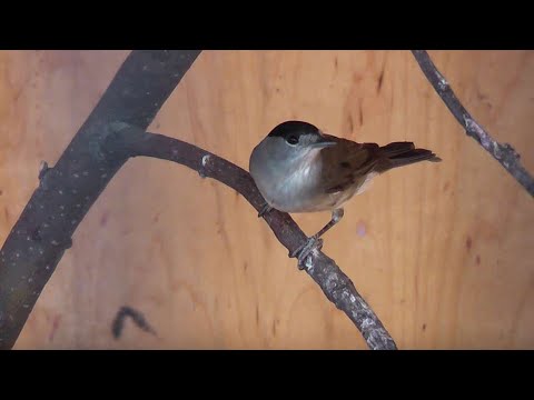 Ловля и содержание певчих птиц 4я серия