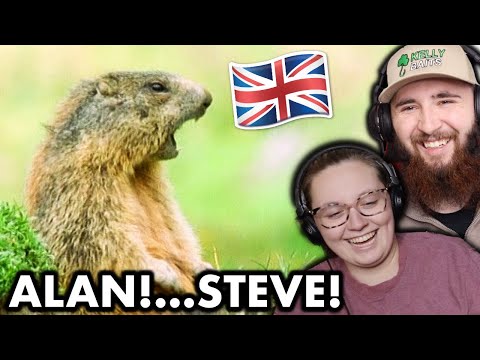 Americans React to Funny British Animal Voiceovers!! *HILARIOUS*