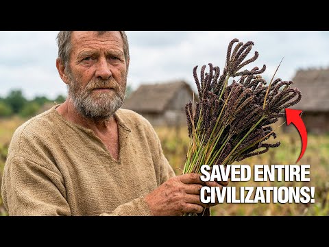 This Medieval Grain Fed Millions - Why Did Big Agriculture Erase It?